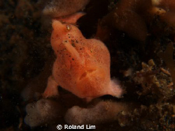 Juvenile frogfish looking curiously into the lens. by Roland Lim 